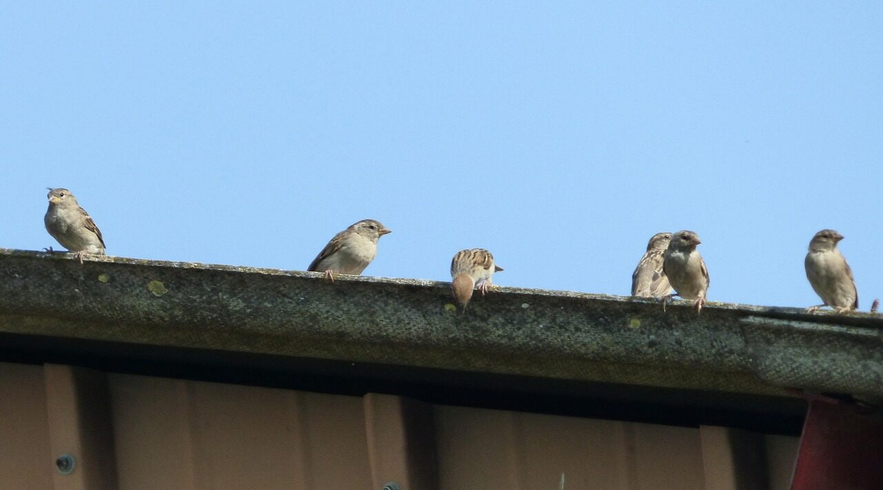 sparrows, gutter, sky, birds, wings, nature, feathers, beak
